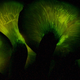 Illustration for article titled These pretty mushrooms can cure cancer — if they dont kill you in the process
